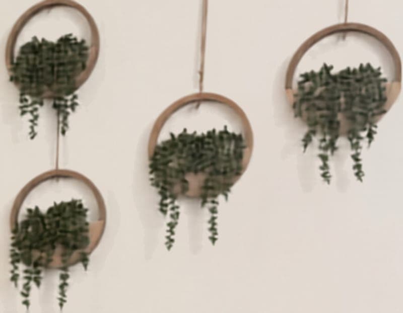 Trailing green plants in round wooden hoops on a pale wall.